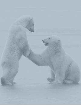 polar bears